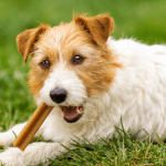 Pas jede prirodne poslastice