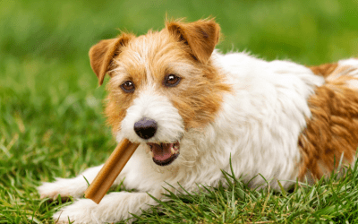 Pas jede prirodne poslastice