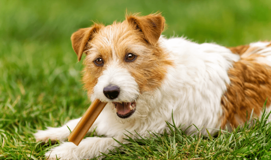 Pas jede prirodne poslastice