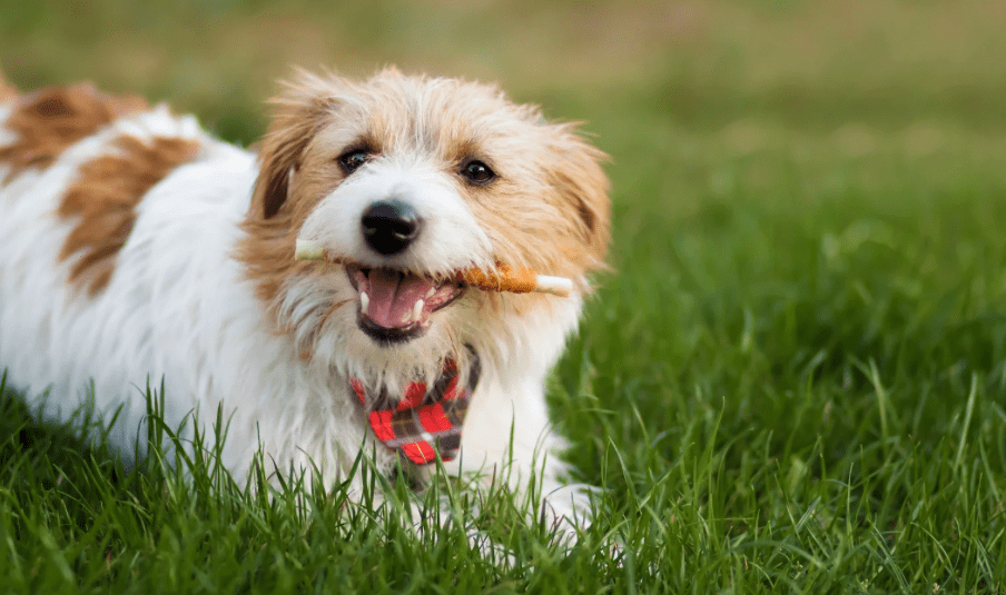 Pas jede prirodne poslastice